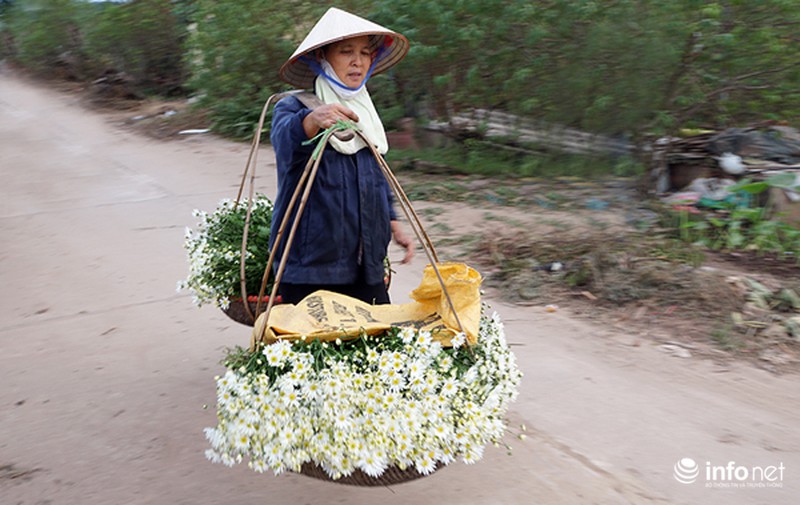 Cúc họa mi: Từ vườn xuống phố - ảnh 4