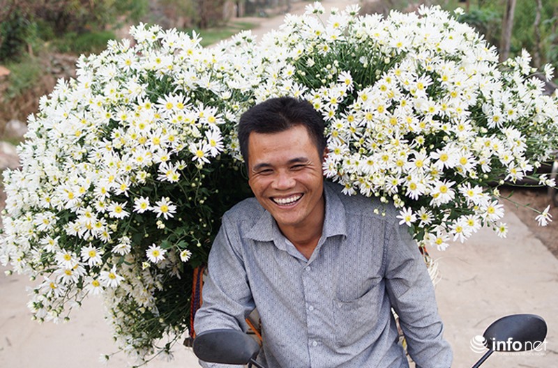 Cúc họa mi: Từ vườn xuống phố - ảnh 5