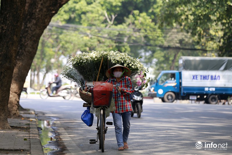 Cúc họa mi: Từ vườn xuống phố - ảnh 7