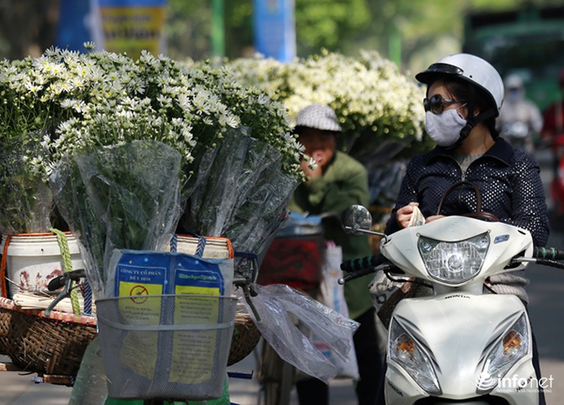 Cúc họa mi: Từ vườn xuống phố - ảnh 9