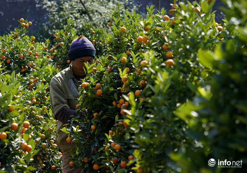 Quất Tứ Liên chết khô, người Hà Nội có nguy cơ