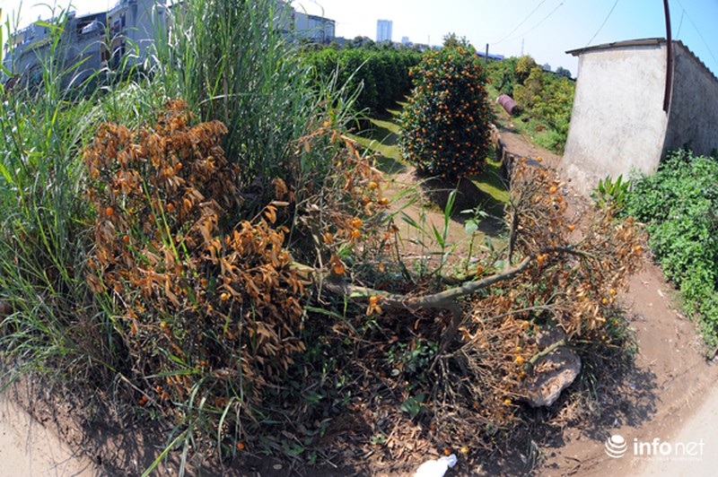 Quất Tứ Liên chết khô, người Hà Nội có nguy cơ