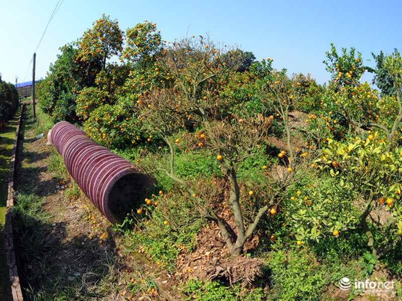 Quất Tứ Liên chết khô, người Hà Nội có nguy cơ