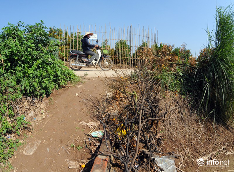 Quất Tứ Liên chết khô, người Hà Nội có nguy cơ