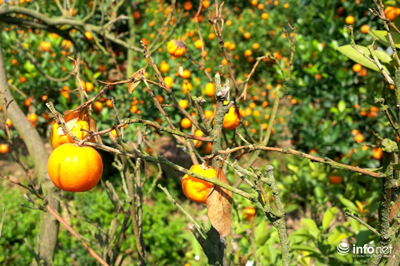 Quất Tứ Liên chết khô, người Hà Nội có nguy cơ