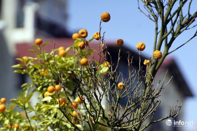 Quất Tứ Liên chết khô, người Hà Nội có nguy cơ