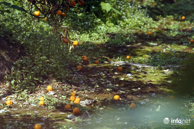 Quất Tứ Liên chết khô, người Hà Nội có nguy cơ