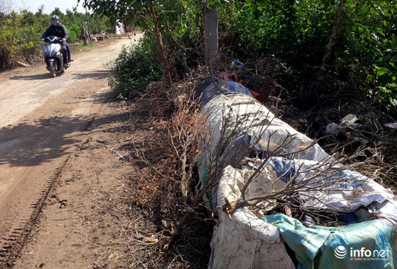 Quất Tứ Liên chết khô, người Hà Nội có nguy cơ