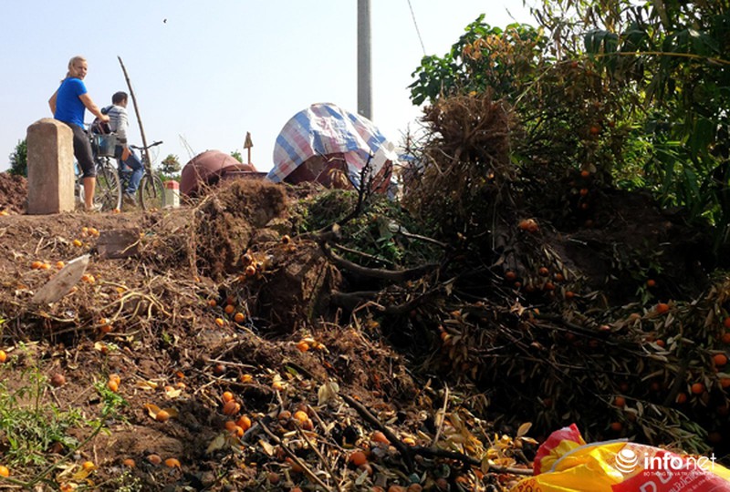 Quất Tứ Liên chết khô, người Hà Nội có nguy cơ