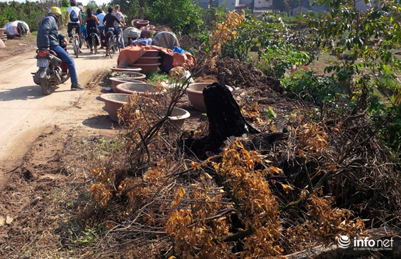 Quất Tứ Liên chết khô, người Hà Nội có nguy cơ