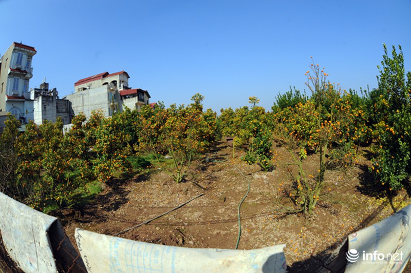 Quất Tứ Liên chết khô, người Hà Nội có nguy cơ