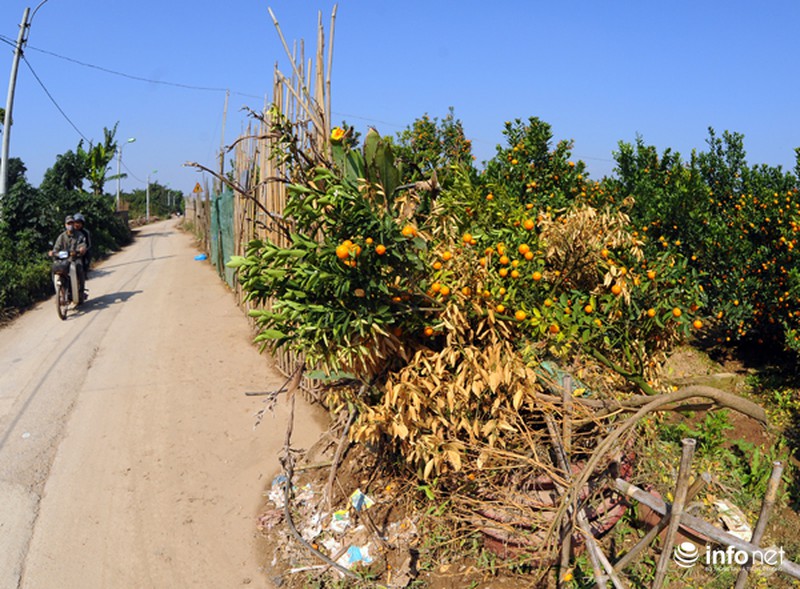 Quất Tứ Liên chết khô, người Hà Nội có nguy cơ