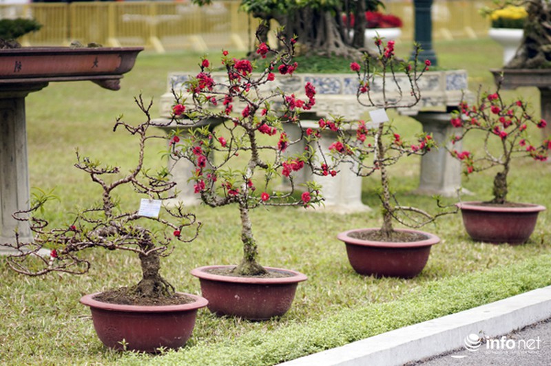 Soi lại từng centimet cây đào thường chỉ nở đúng Rằm tháng Giêng - ảnh 6