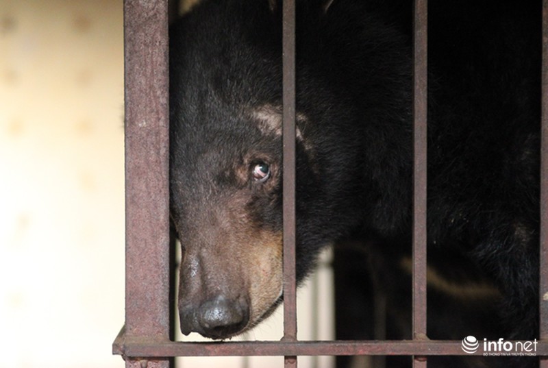 Việt Nam lần đầu tiên cứu hộ gấu trên biển Quảng Ninh - ảnh 2