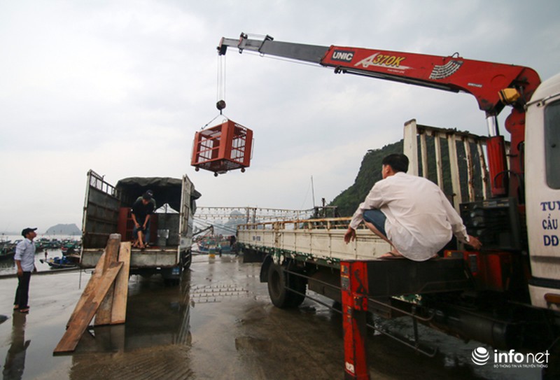 Việt Nam lần đầu tiên cứu hộ gấu trên biển Quảng Ninh - ảnh 5