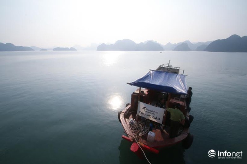 Việt Nam lần đầu tiên cứu hộ gấu trên biển Quảng Ninh - ảnh 4