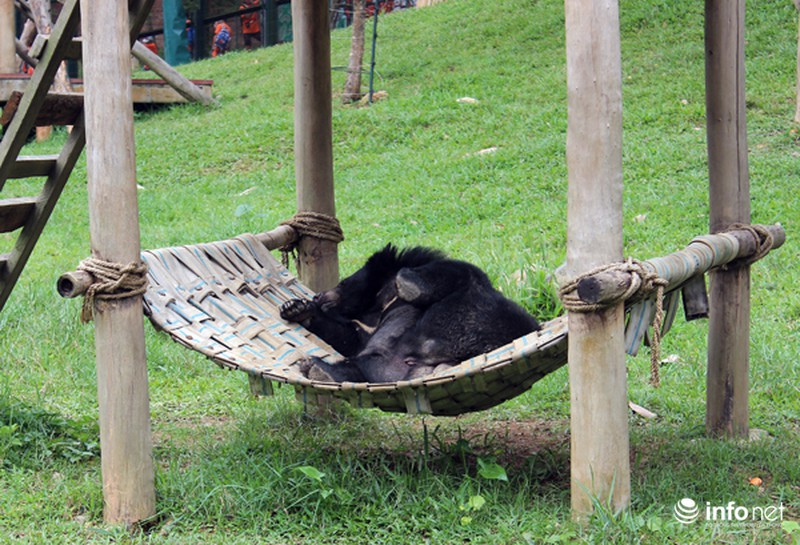 Hơn 300 người “Đạp xe và chạy vì Gấu” giữa trời mưa - ảnh 3