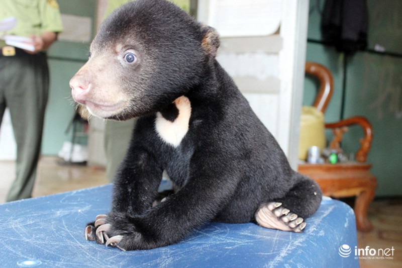 Cứu thoát một chú gấu chó bị giấu trong balo mang đi tiêu thụ - ảnh 2