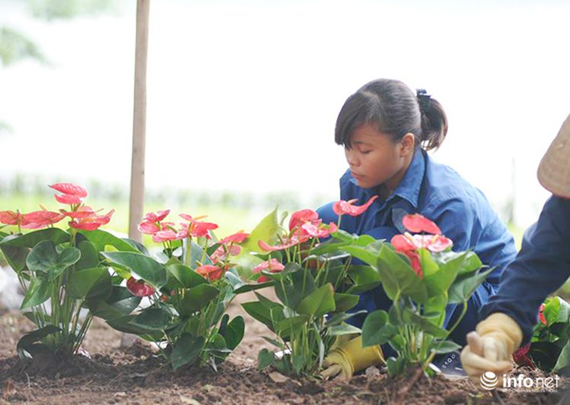 Thủ đô Hà Nội đang được trang trí bằng