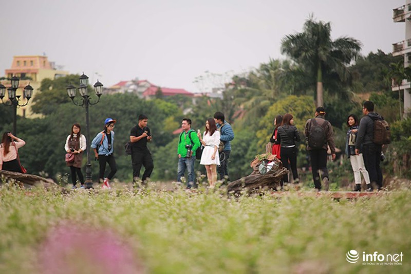 Cận cảnh vườn hoa tam giác mạch giữa lòng Hà Nội - ảnh 3