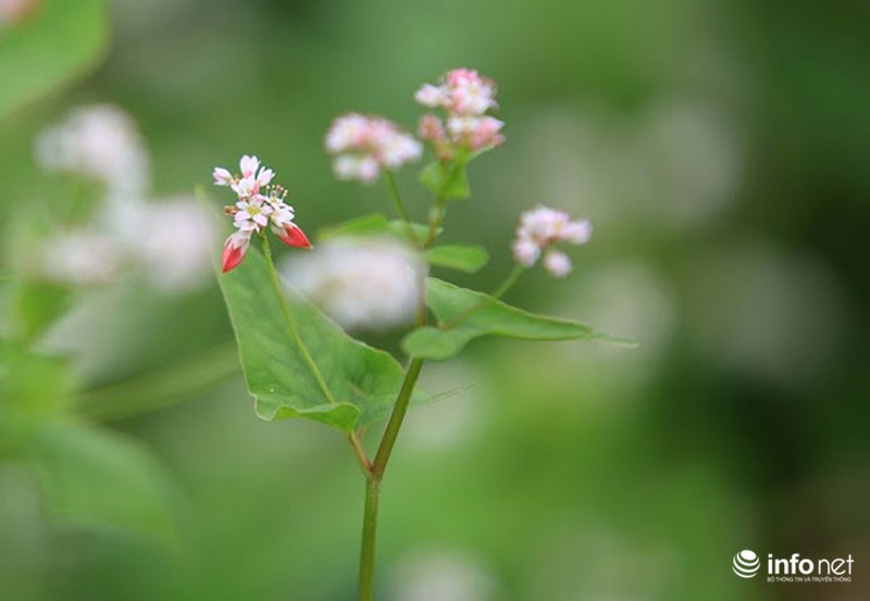 Cận cảnh vườn hoa tam giác mạch giữa lòng Hà Nội - ảnh 4