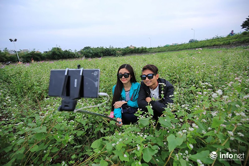 Cận cảnh vườn hoa tam giác mạch giữa lòng Hà Nội - ảnh 5