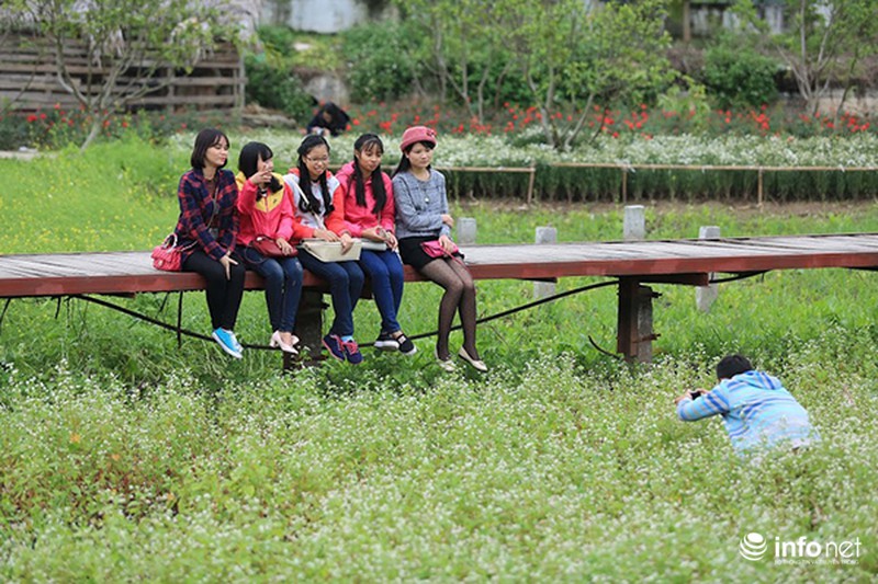 Cận cảnh vườn hoa tam giác mạch giữa lòng Hà Nội - ảnh 6