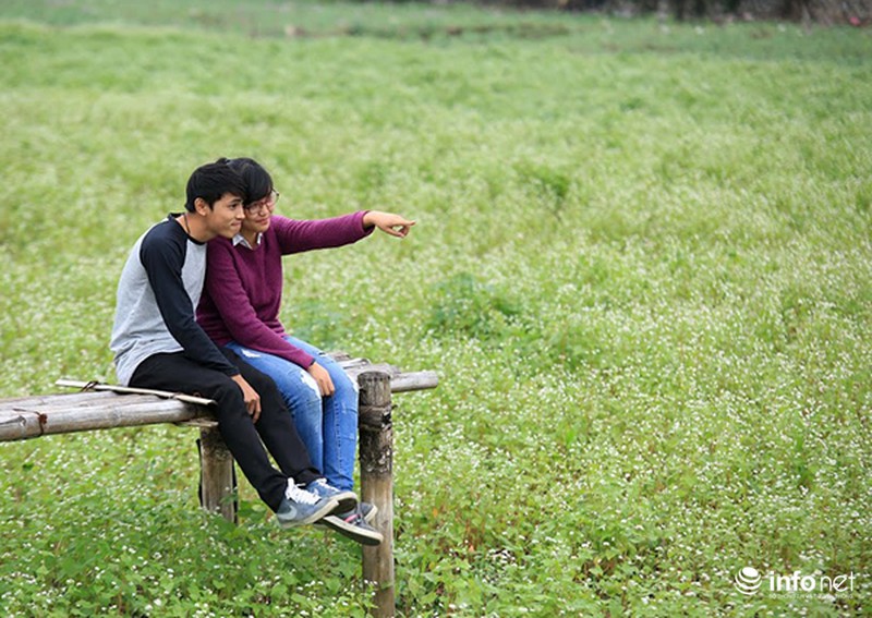 Cận cảnh vườn hoa tam giác mạch giữa lòng Hà Nội - ảnh 7