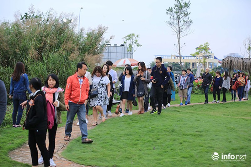 Cận cảnh vườn hoa tam giác mạch giữa lòng Hà Nội - ảnh 1