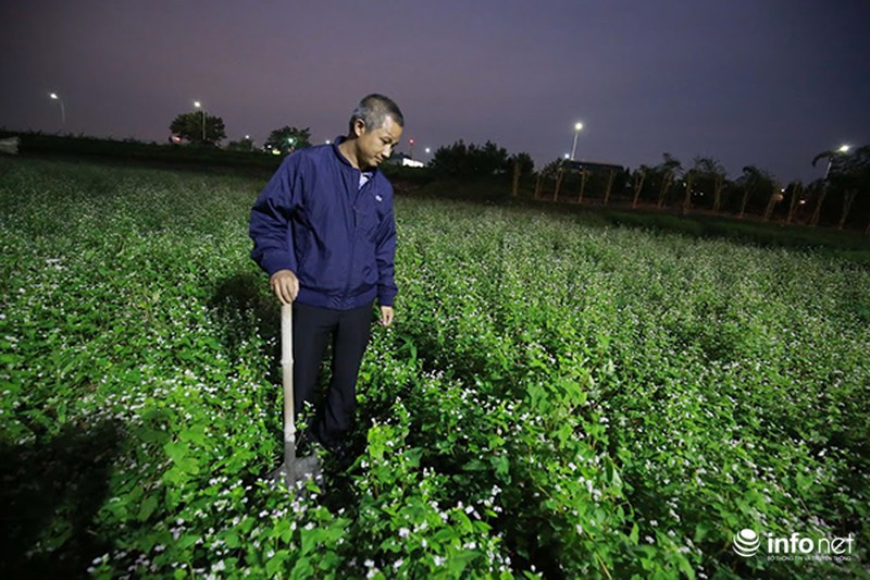 Cận cảnh vườn hoa tam giác mạch giữa lòng Hà Nội - ảnh 9