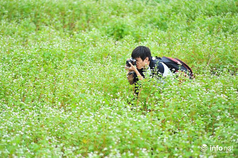 Cận cảnh vườn hoa tam giác mạch giữa lòng Hà Nội - ảnh 10