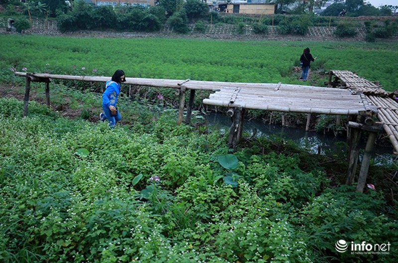 Thung lũng hoa Hồ Tây nát bét, phải đóng cửa sau 3 ngày miễn phí vé vào - ảnh 2