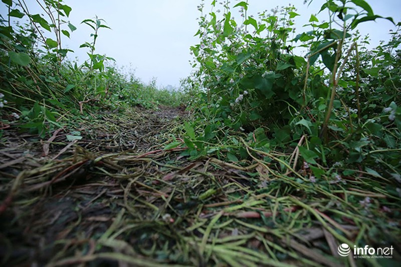Thung lũng hoa Hồ Tây nát bét, phải đóng cửa sau 3 ngày miễn phí vé vào - ảnh 5