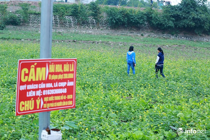 Thung lũng hoa Hồ Tây nát bét, phải đóng cửa sau 3 ngày miễn phí vé vào - ảnh 3