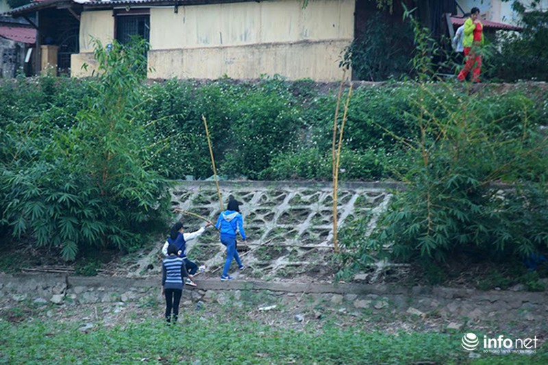 Thung lũng hoa Hồ Tây nát bét, phải đóng cửa sau 3 ngày miễn phí vé vào - ảnh 8