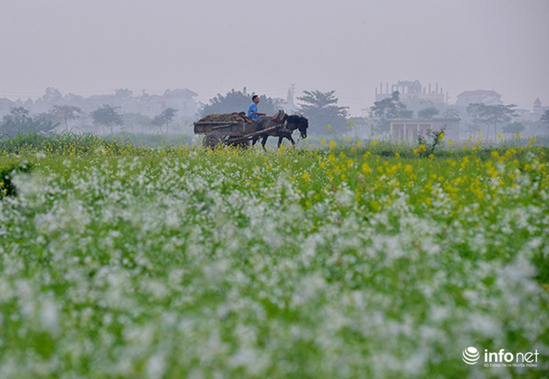 Dịu dàng mùa hoa cải ven Hà Nội - ảnh 1
