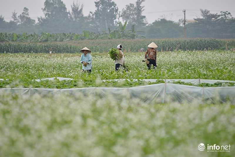 Dịu dàng mùa hoa cải ven Hà Nội - ảnh 2