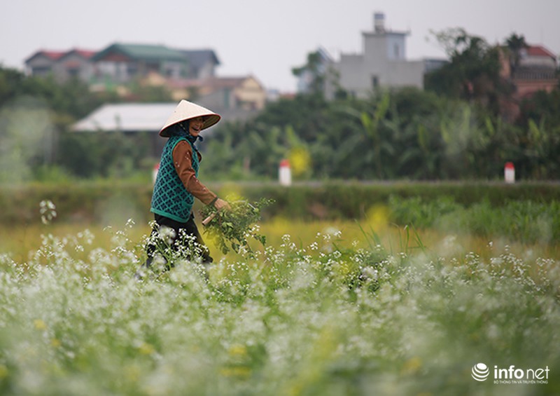 Dịu dàng mùa hoa cải ven Hà Nội - ảnh 3