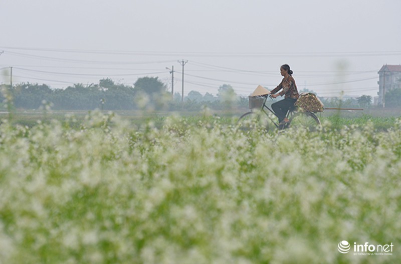 Dịu dàng mùa hoa cải ven Hà Nội - ảnh 4