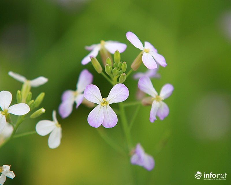 Dịu dàng mùa hoa cải ven Hà Nội - ảnh 8