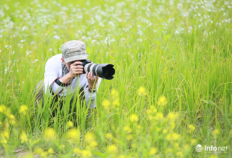 Dịu dàng mùa hoa cải ven Hà Nội - ảnh 9