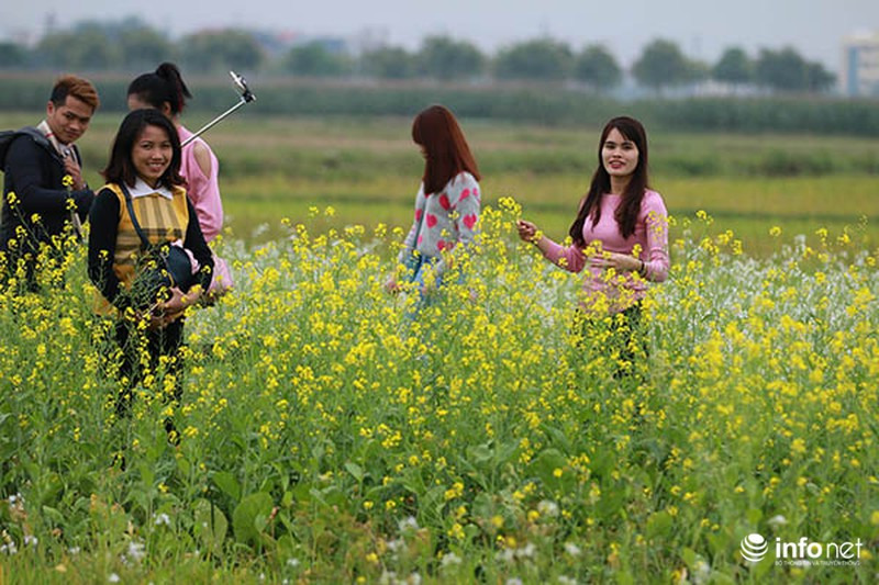 Dịu dàng mùa hoa cải ven Hà Nội - ảnh 10