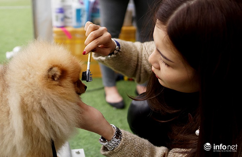 Kỳ công nghề trang điểm cho thú cưng - ảnh 2