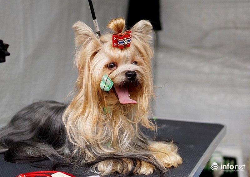 Kỳ công nghề trang điểm cho thú cưng - ảnh 10