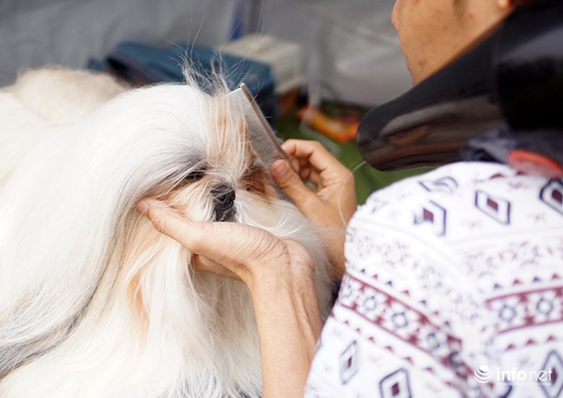 Kỳ công nghề trang điểm cho thú cưng - ảnh 3