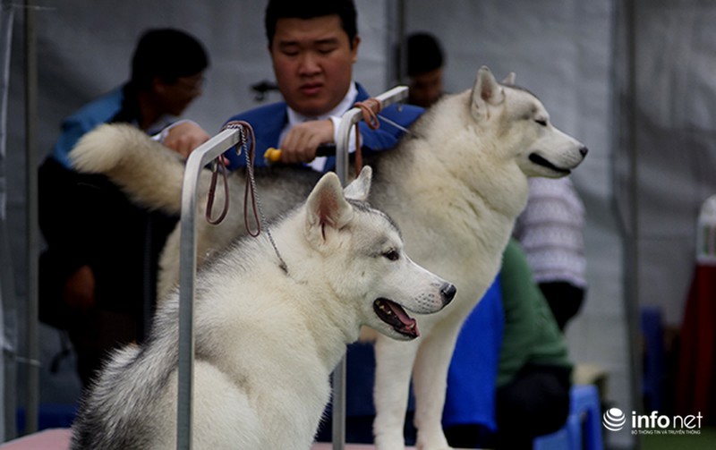 Kỳ công nghề trang điểm cho thú cưng - ảnh 5
