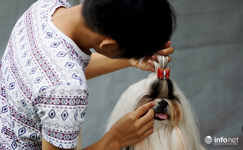 Kỳ công nghề trang điểm cho thú cưng - ảnh 6