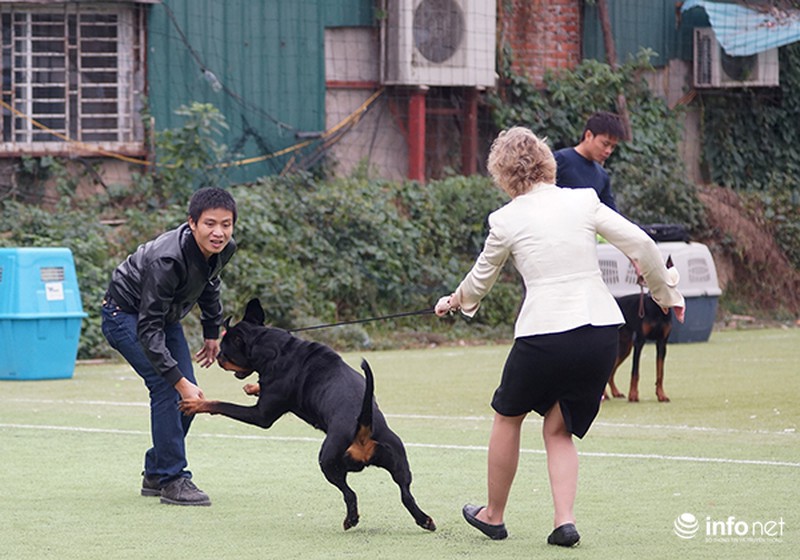 Kỳ công nghề trang điểm cho thú cưng - ảnh 9