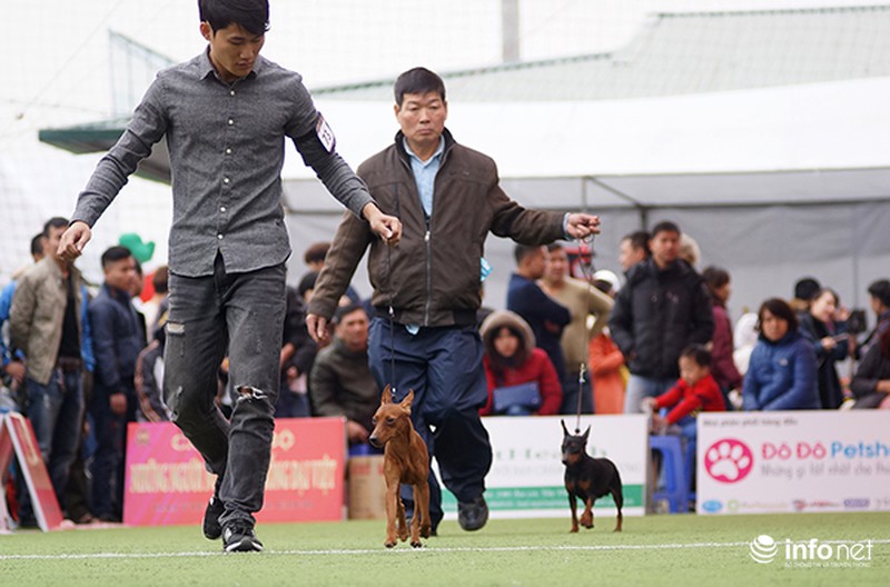 Kỳ công nghề trang điểm cho thú cưng - ảnh 1