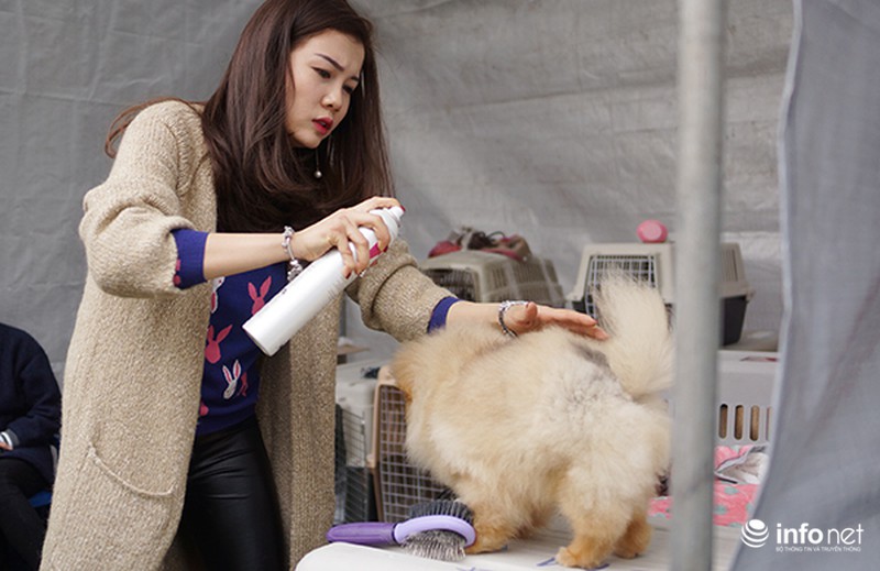 Kỳ công nghề trang điểm cho thú cưng - ảnh 7